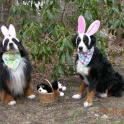 Morss Easter Berners